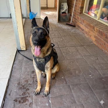 Belgian Malinois dog wearing a harness sitting on a tiled floor.