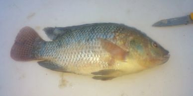 Nile Tilapia