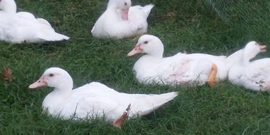 Muscovy Ducks