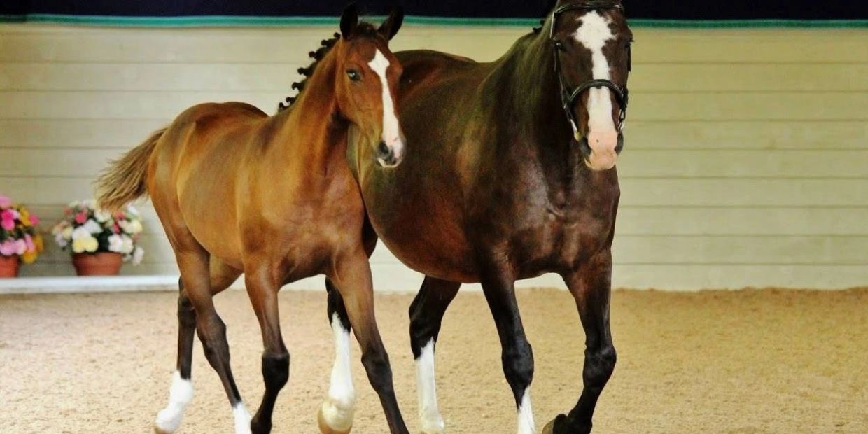 Two horses walking side by side indoors with flower pots in the background.