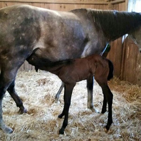 A foal nursing from its mother horse inside a stable.