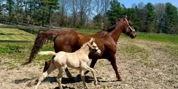 A mare and her foal trotting in a sunny pasture.