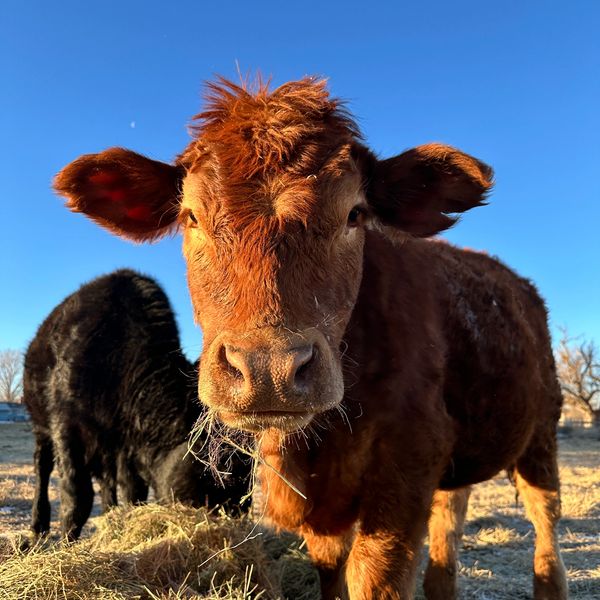 Close-up of a brown cow with another black cow in the background.