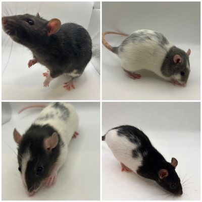 Some of our rats intended for breeding 