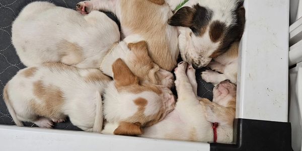 A group of five sleeping puppies cuddled together in a cozy space.
