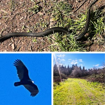 Snakes, Hawks, Eagles, and more are seen throughout the property. So much beauty for your vacation rental in nature.