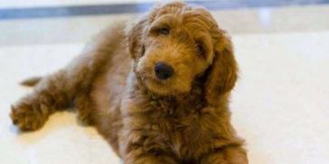 Irishdoodle adoption, goldendoodle puppies for adoption, goldendoodle puppy, goldendoodle puppies