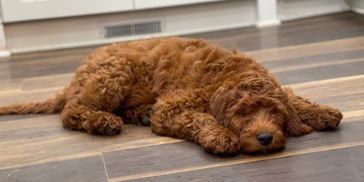 Irish goldendoodle, goldendoodle puppy for sale, red goldendoodle puppy for sale, red goldendoodle