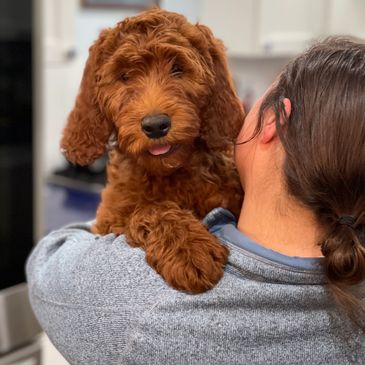 Irishdoodle adoption, goldendoodle puppies for adoption, goldendoodle puppy, red goldendoodle puppy