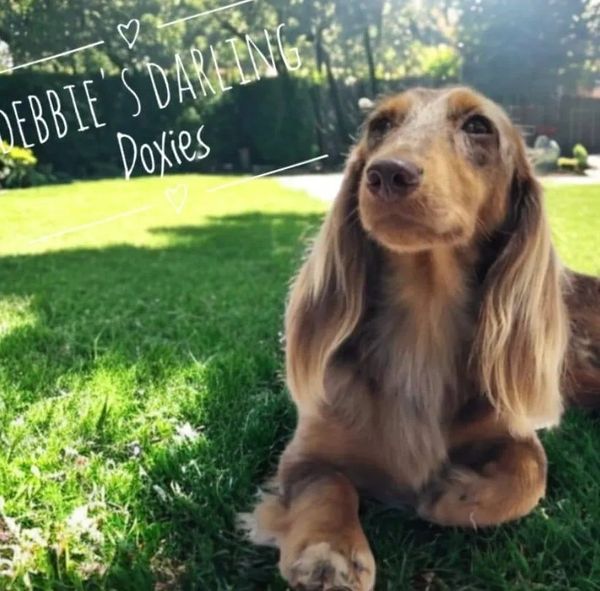 Doxen Gadsden, AL Breeder puppy