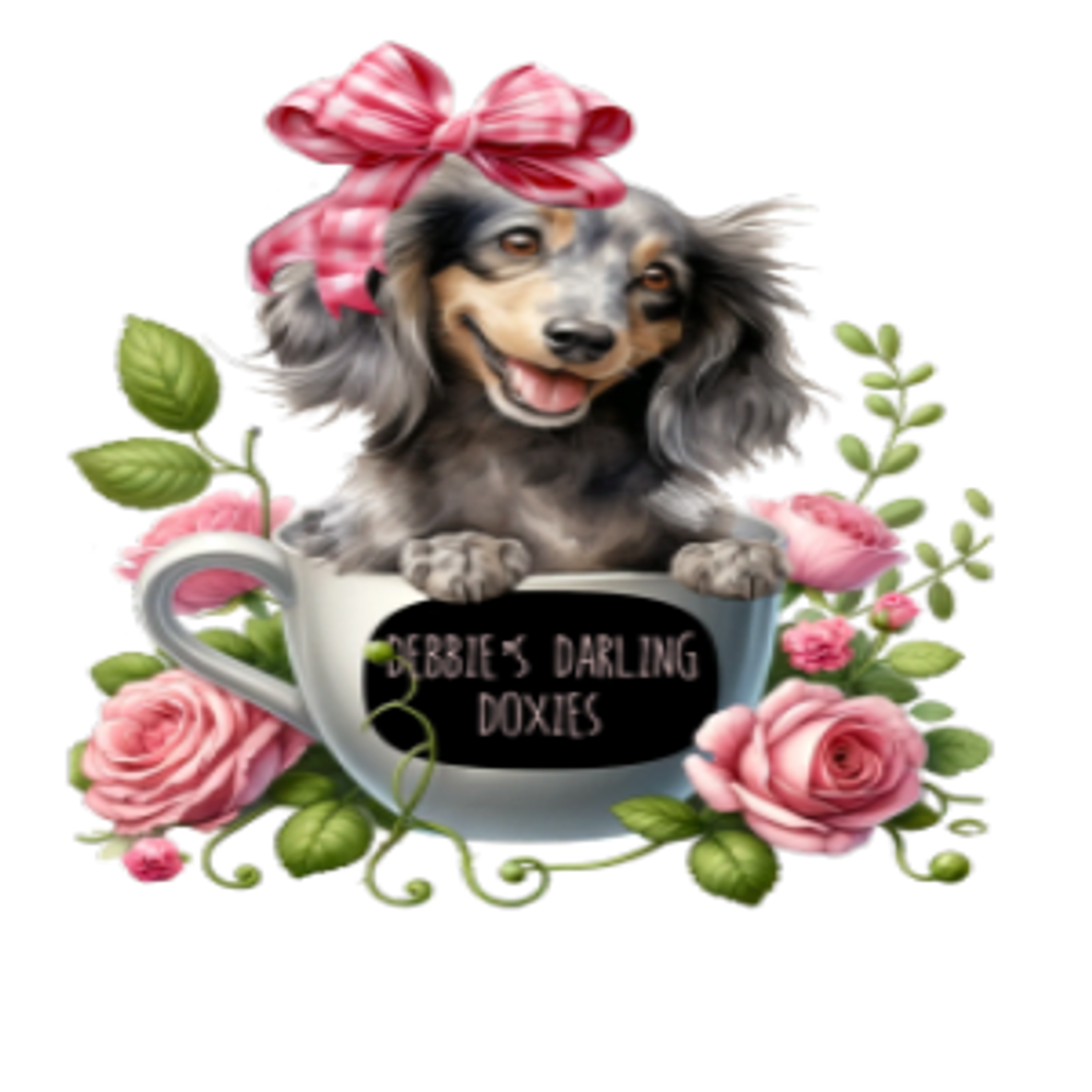 Long haired dachshund puppies for sale near me local dachshund breeder