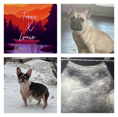 Collage of two French bulldogs, ultrasound, and breeding announcement.