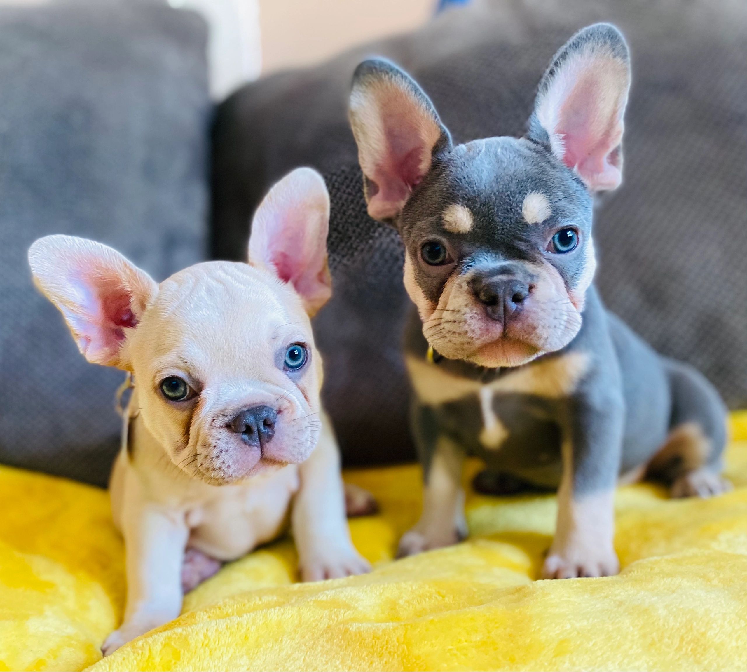 are french bulldogs healthy