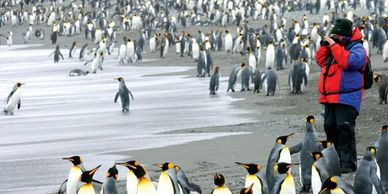 Person on beach in Antarctica with penguins 