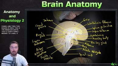 Screenshot of video going of anatomy of the brain