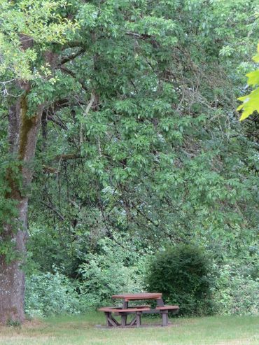 A peaceful picnic table under large green trees in a park.