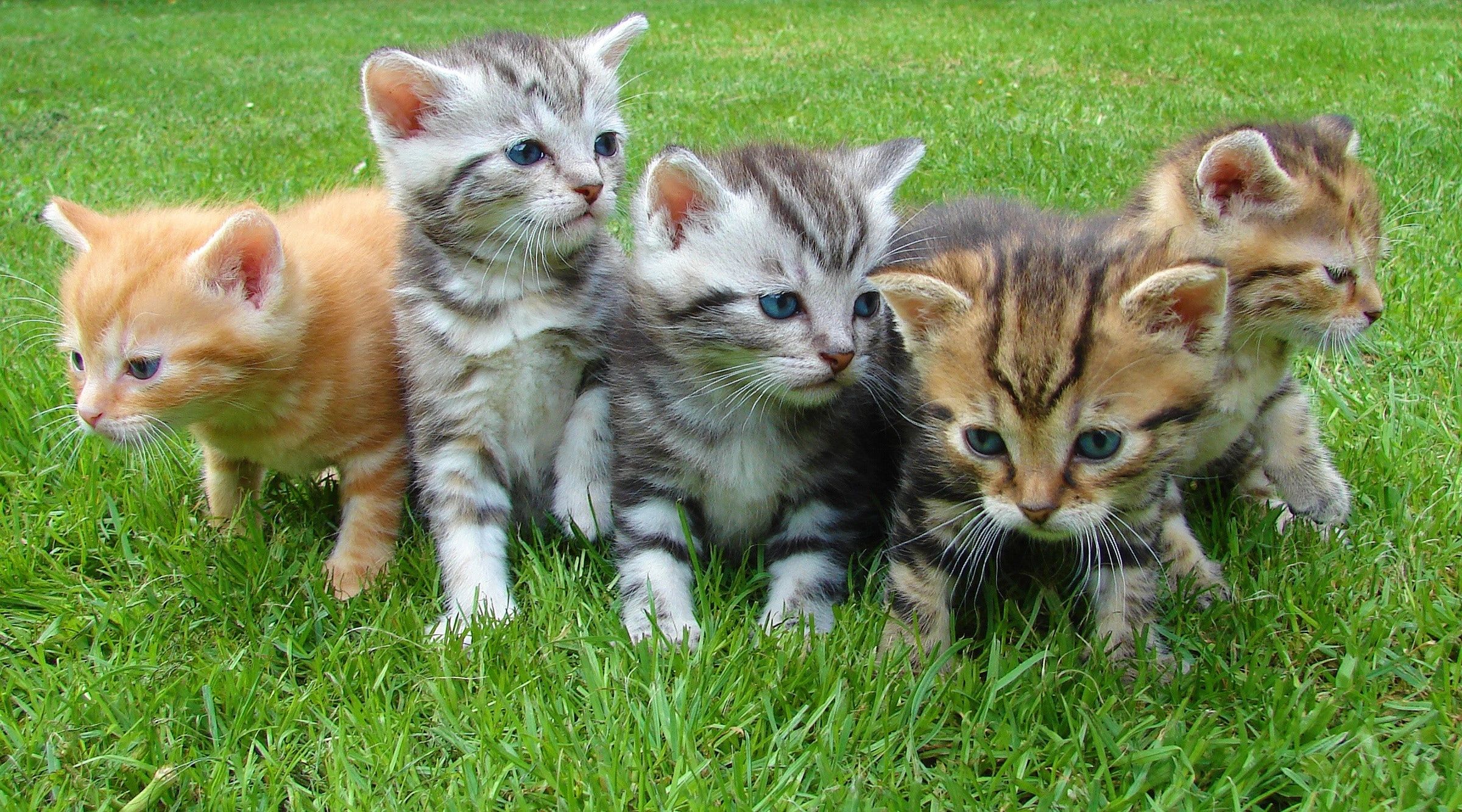 Five adorable kittens on green grass.