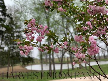 Spring at Harvest Moon