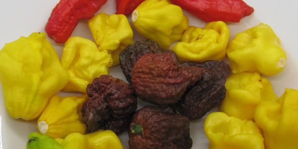 A garden assortment picked recently. Rasulkas revenge in the center, three red ghosts and yellow jam