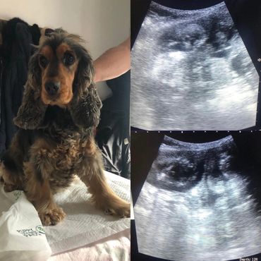 Hilda the Cocker Spaniel, confirmed pregnant.