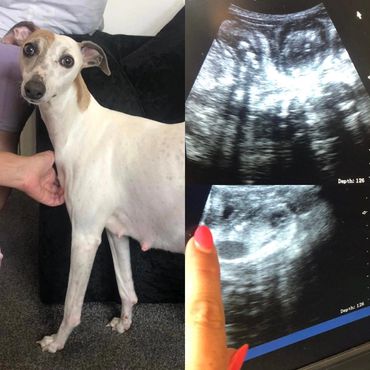 Another confirmed Pregnancy on this beautiful Whippet.