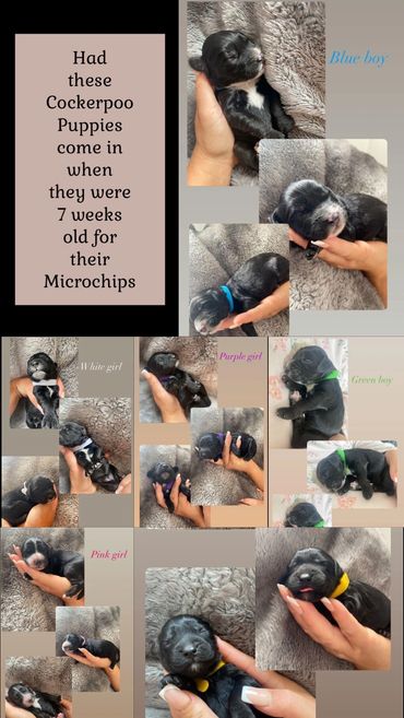 7 Cockerpoo Puppies came in at 7 weeks of age for Microchipping!