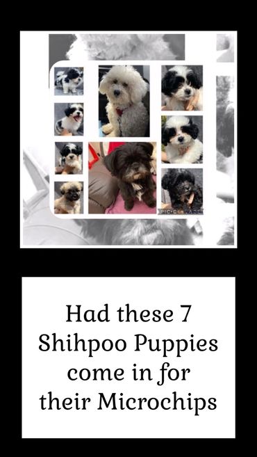 7 Shihpoo Puppies for Microchipping!