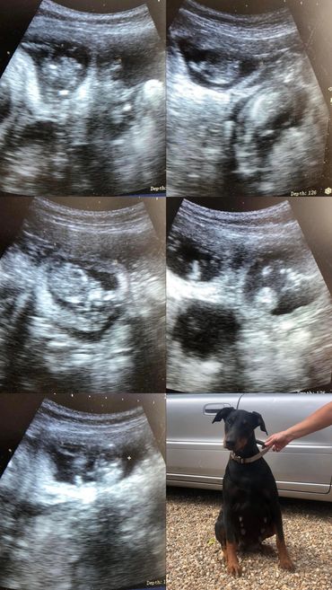 ‘Raven’ the Doberman confirmed Pregnant!