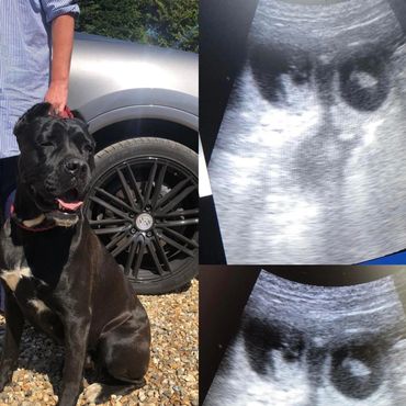 ‘Bella’ the Cane Corso, confirmed Pregnant.