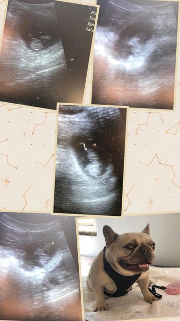 ‘Ivy’ the Frenchie confirmed Pregnant!