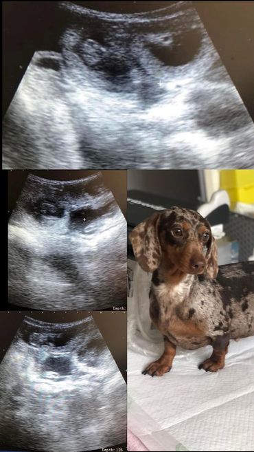 Miniature Dachshund confirmed Pregnant!