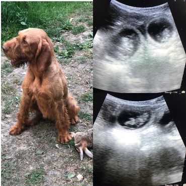 ‘Flo’ the Hungarian Wirehaired Vizsla, confirmed Pregnant.