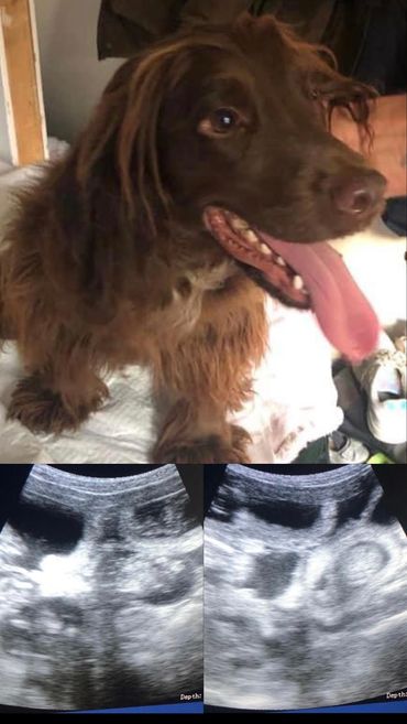 Working Cocker Spaniel confirmed Pregnant!