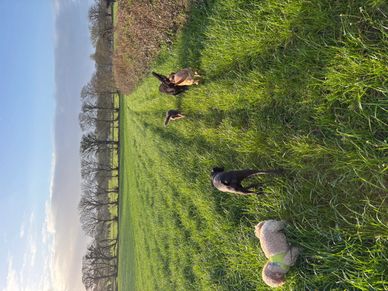 Five dogs running on a grassy field under a clear sky.