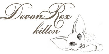 DreamDevonRex Cattery