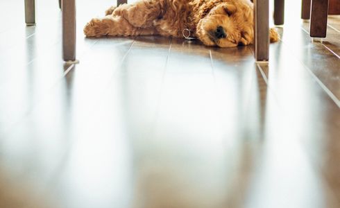 puppy laying on hardwood floors