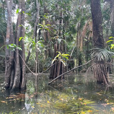 Forest, Natural Wood, Sustainable Harvesting, untreated