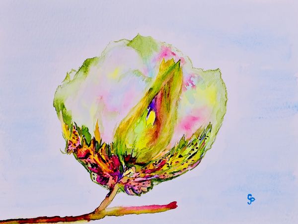 Watercolor painting of a cotton boll