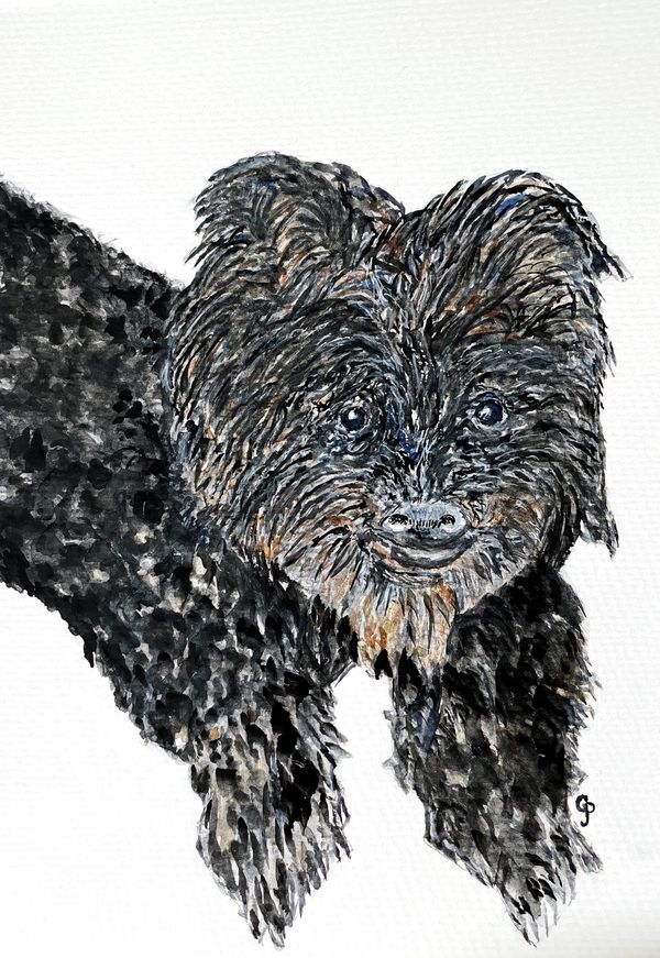 Watercolor painting of a black and white hairy terrier