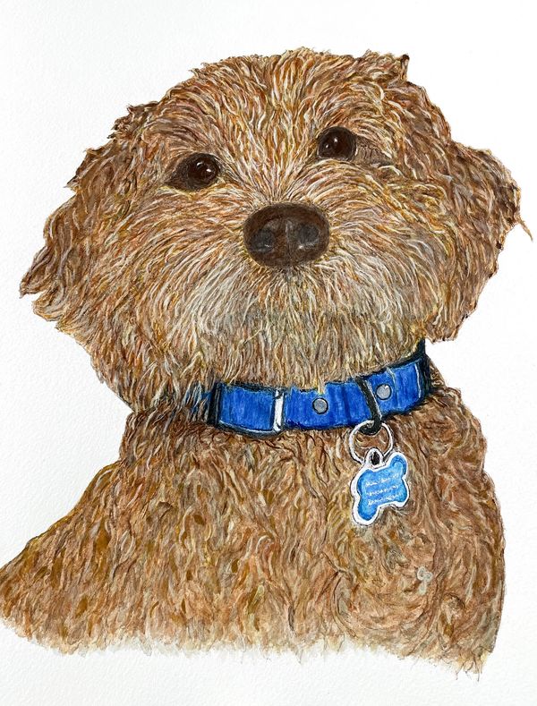 Watercolor painting of a goldendoodle