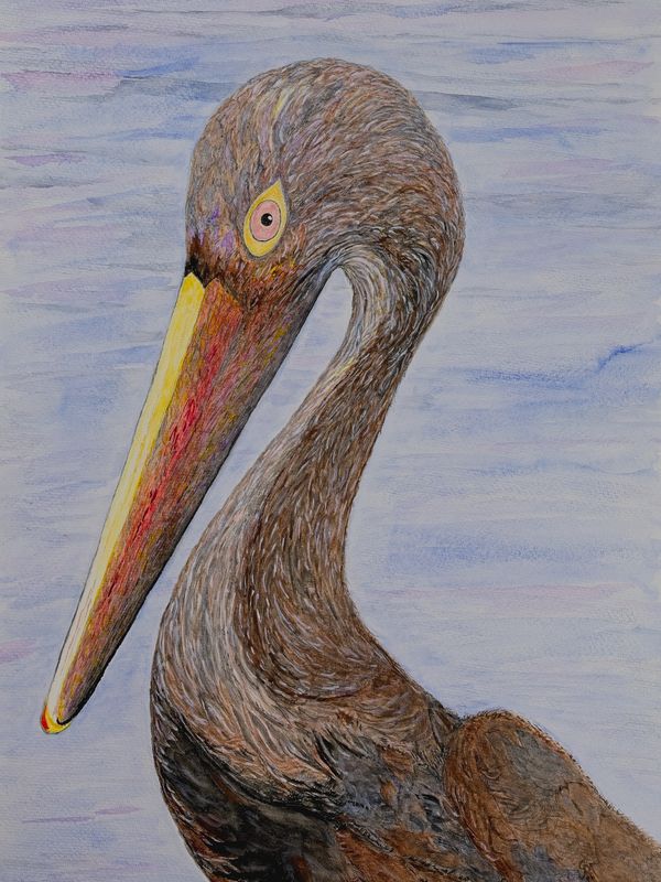 Watercolor painting of the Louisiana Brown Pelican
