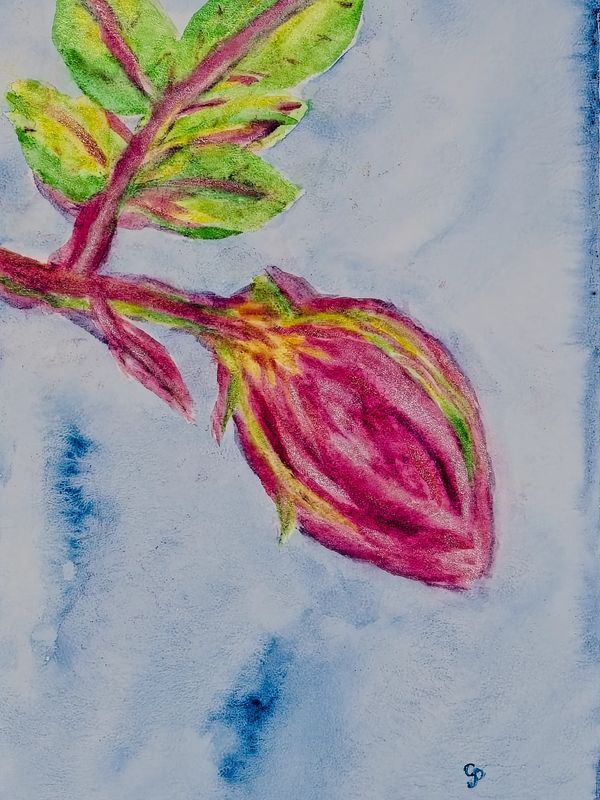 Watercolor painting of a rosebud