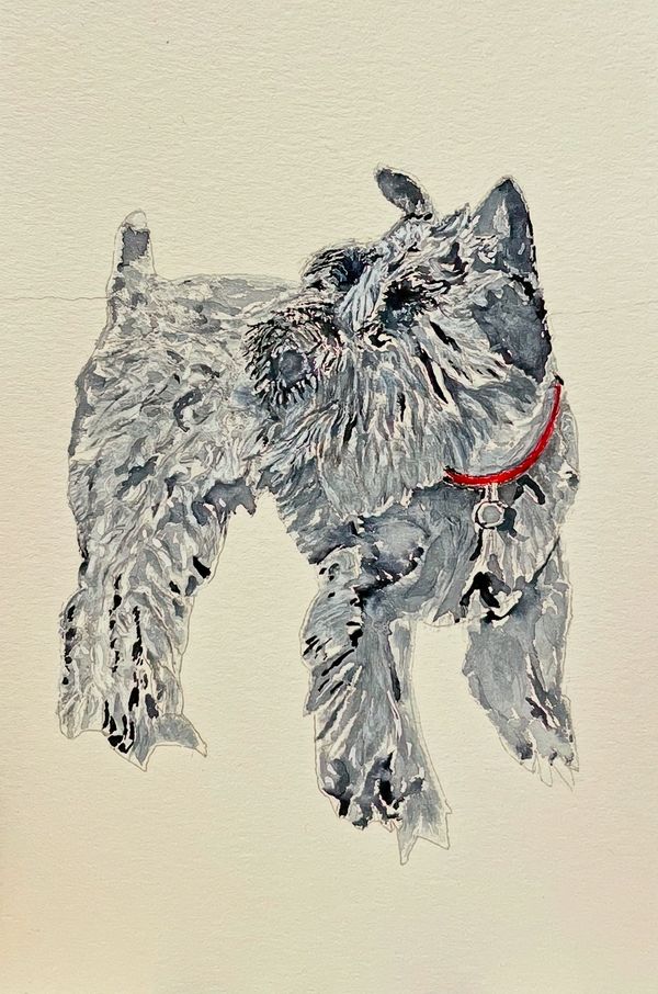 Watercolor painting of a black and white schnauzer