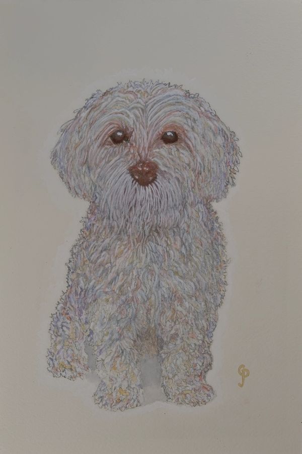 watercolor painting of a maltipoo