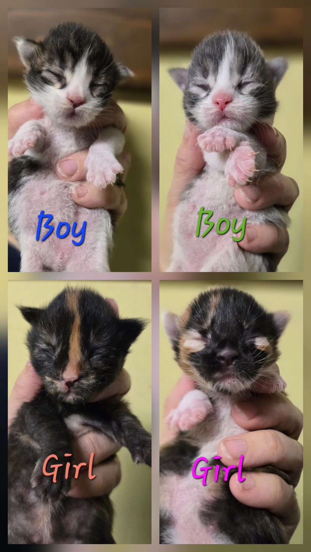 Four stunning Maine Coon Kittens with the perfect mix is 2 boys and 2 girls with a variety of color.