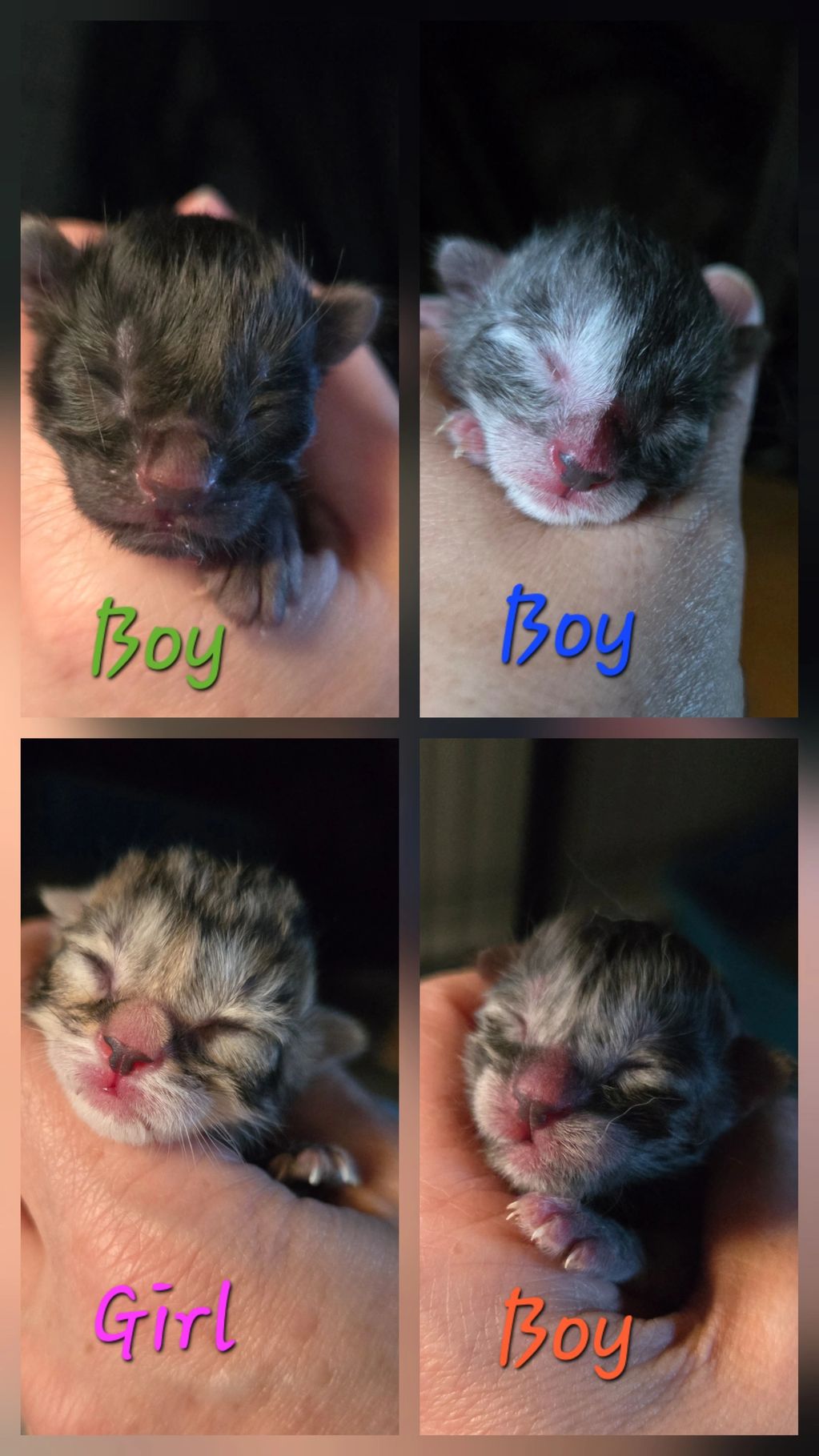 Skoon litter of four, each with a unique color. One golden girl and her handsome three brothers.