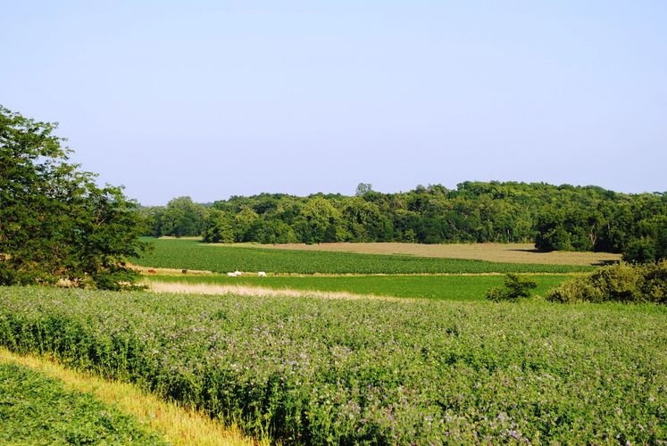 Geiger Farm Organic Grain and Beef