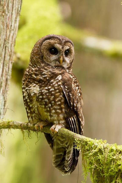 Spotted Owl, species at risk in BC, Canada