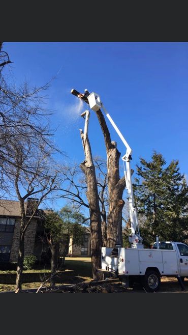 Tree Removal with Bucket Truck