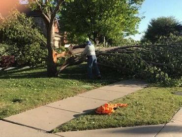 Emergency Tree Removal 